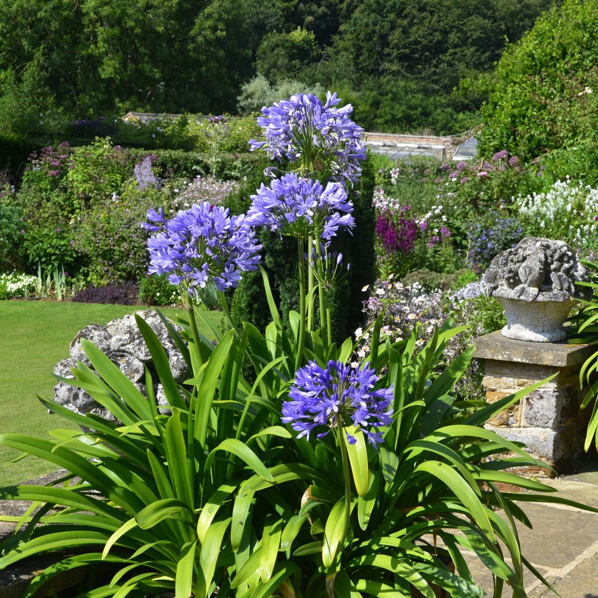 Indoor and Outdoor plants/garage sale too