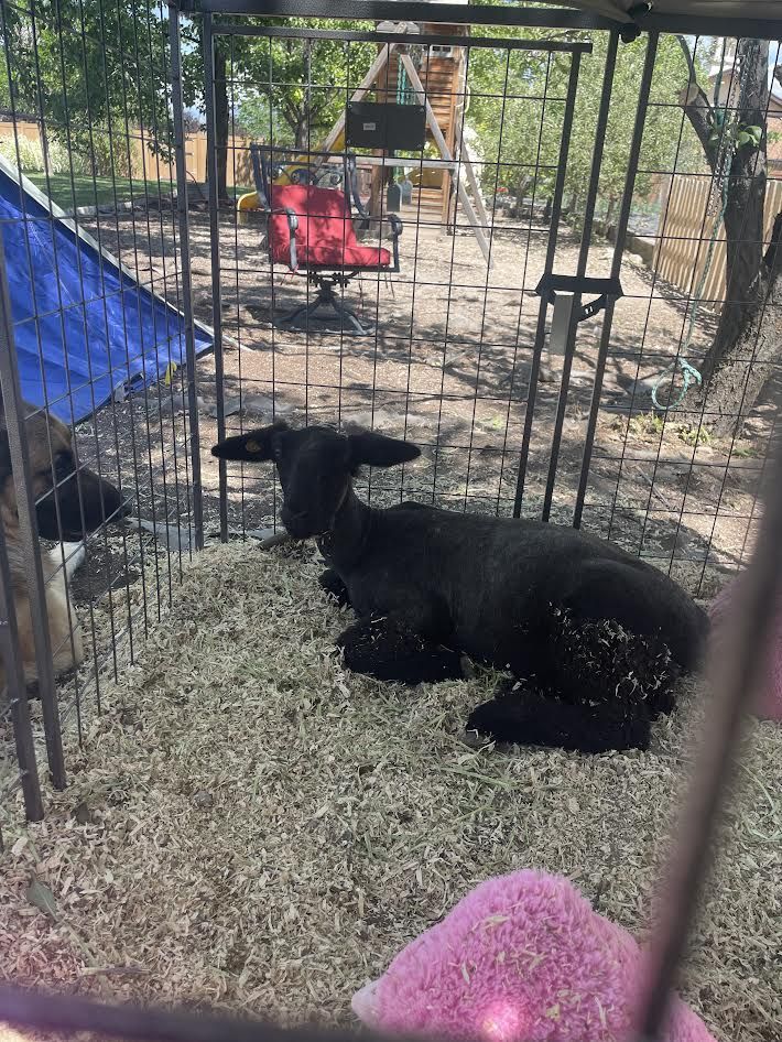 Black Ewe Lamb – December Born, Twin, Show Prospect