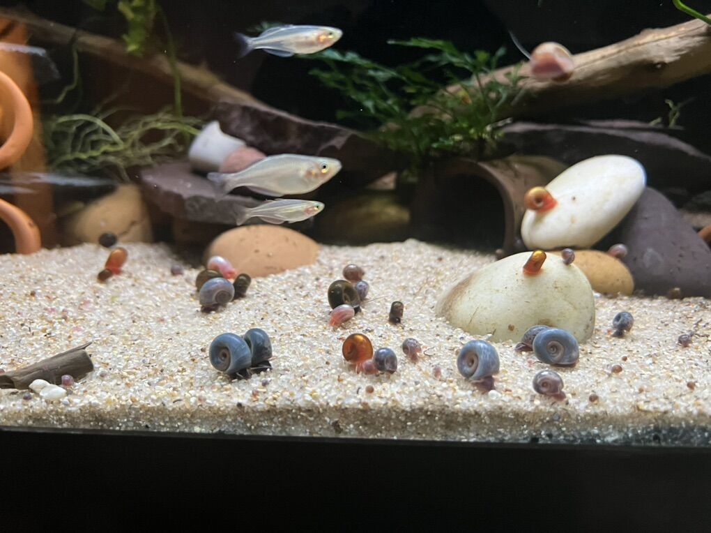 Ramshorn Snails – Assorted Colors
