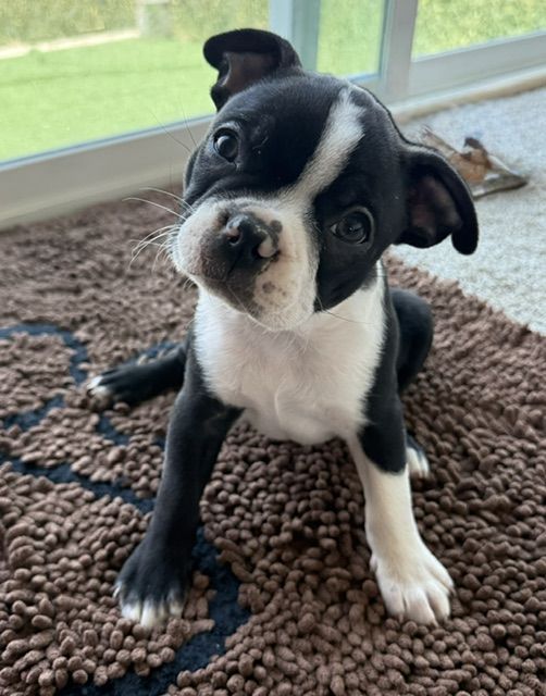 Boston Terrier Puppies