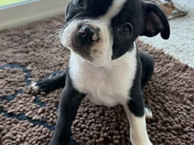 Boston Terrier Puppies
