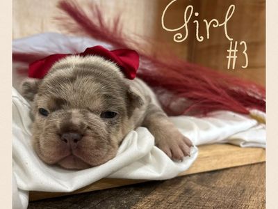 French Bulldogs AKC