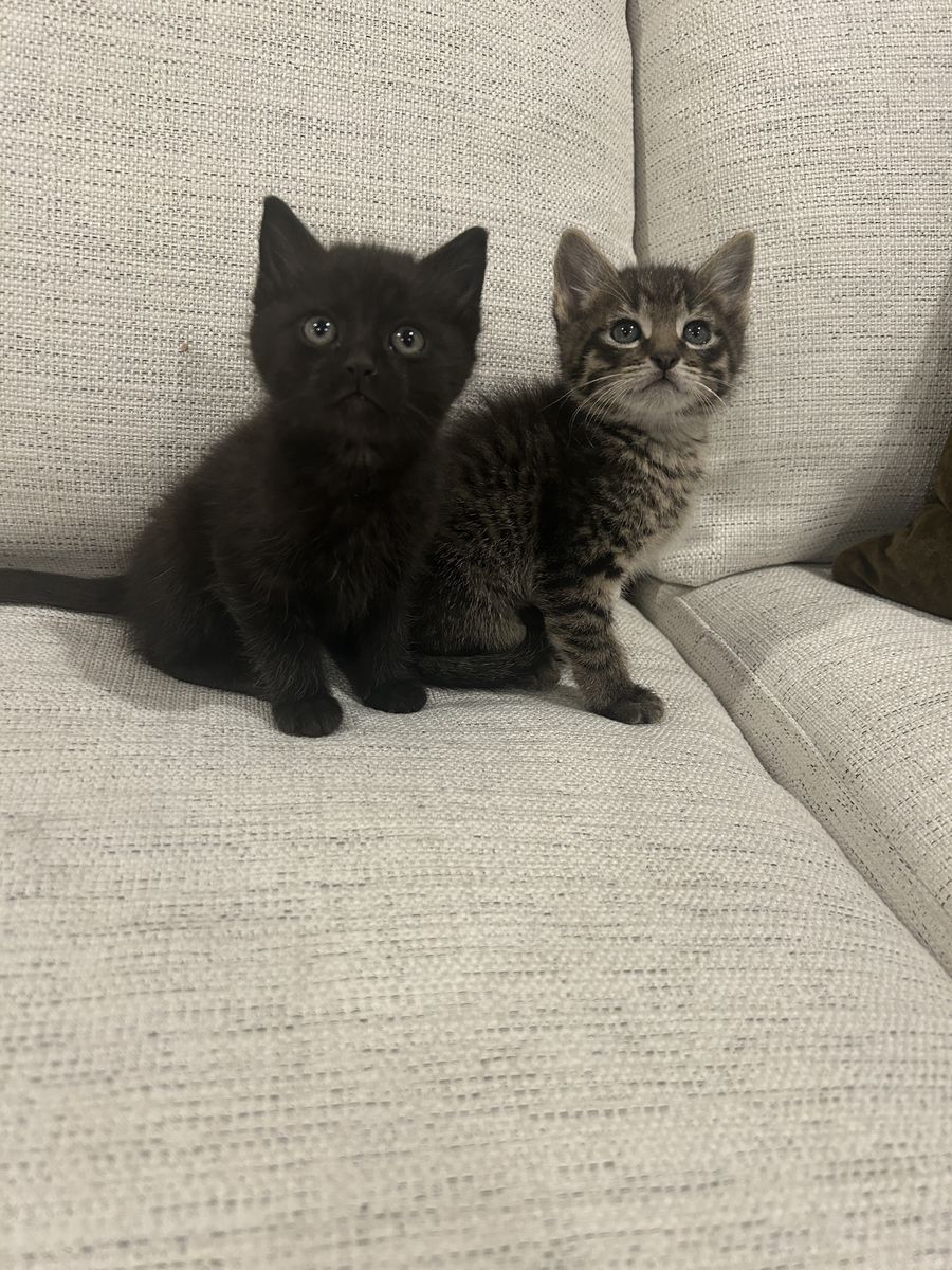 7 Week Old Kittens Vaccinated
