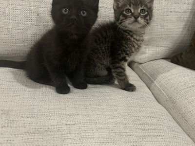 7 Week Old Kittens Vaccinated