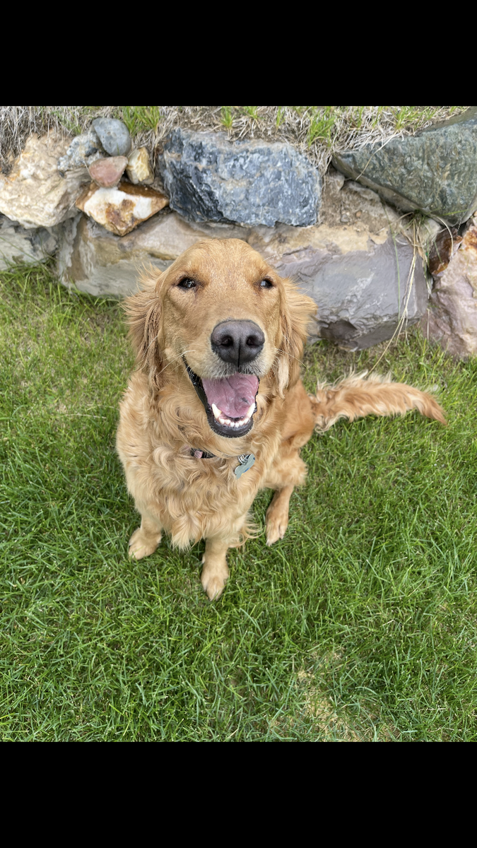 Golden retriever