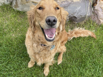Golden retriever