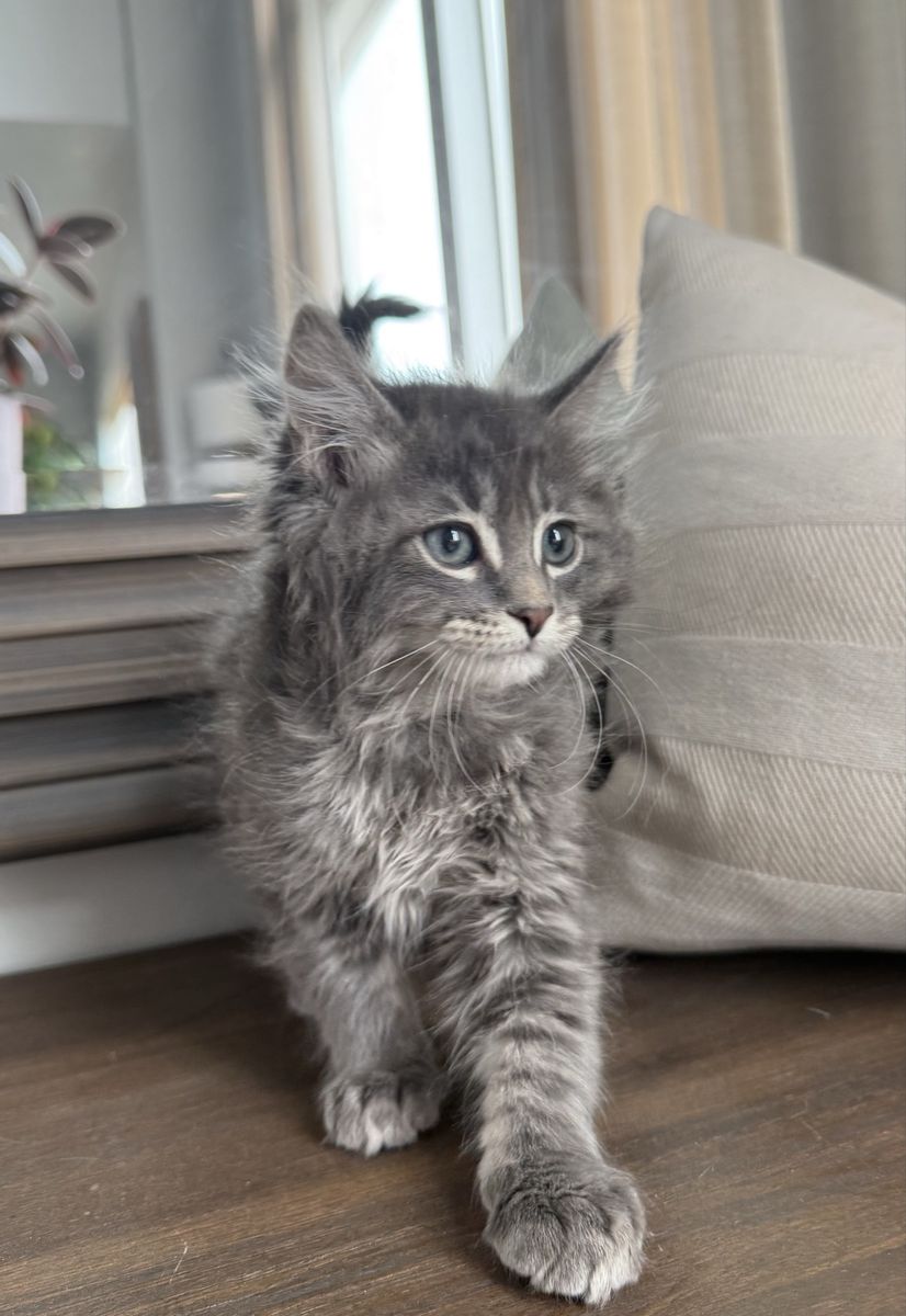 10 Week super Fluffy Vaccinated Kitten