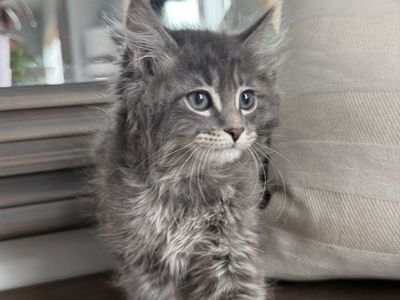 10 Week super Fluffy Vaccinated Kitten