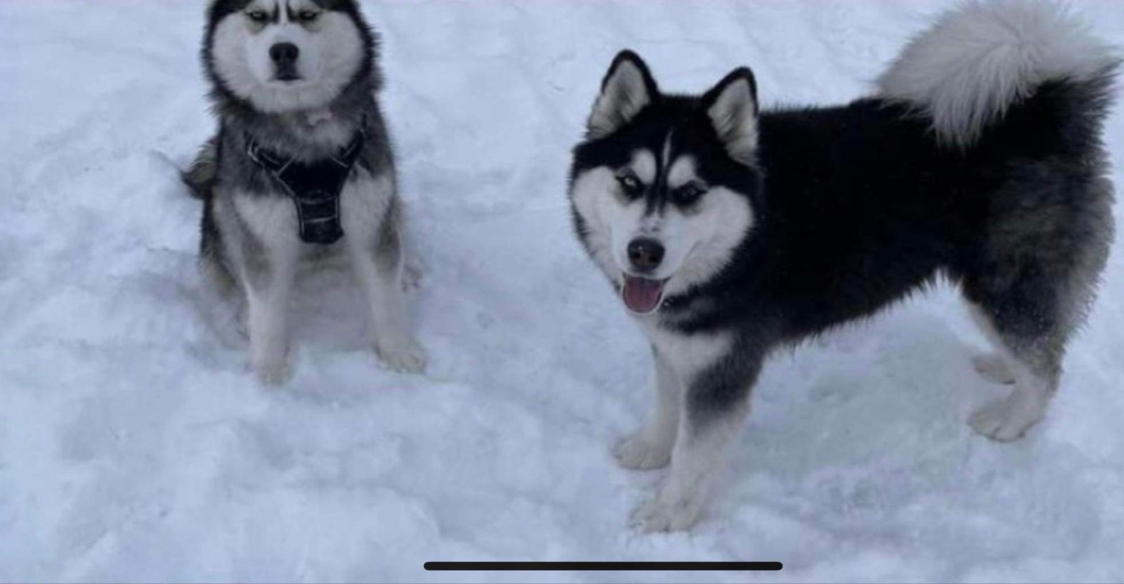 Missing dogs