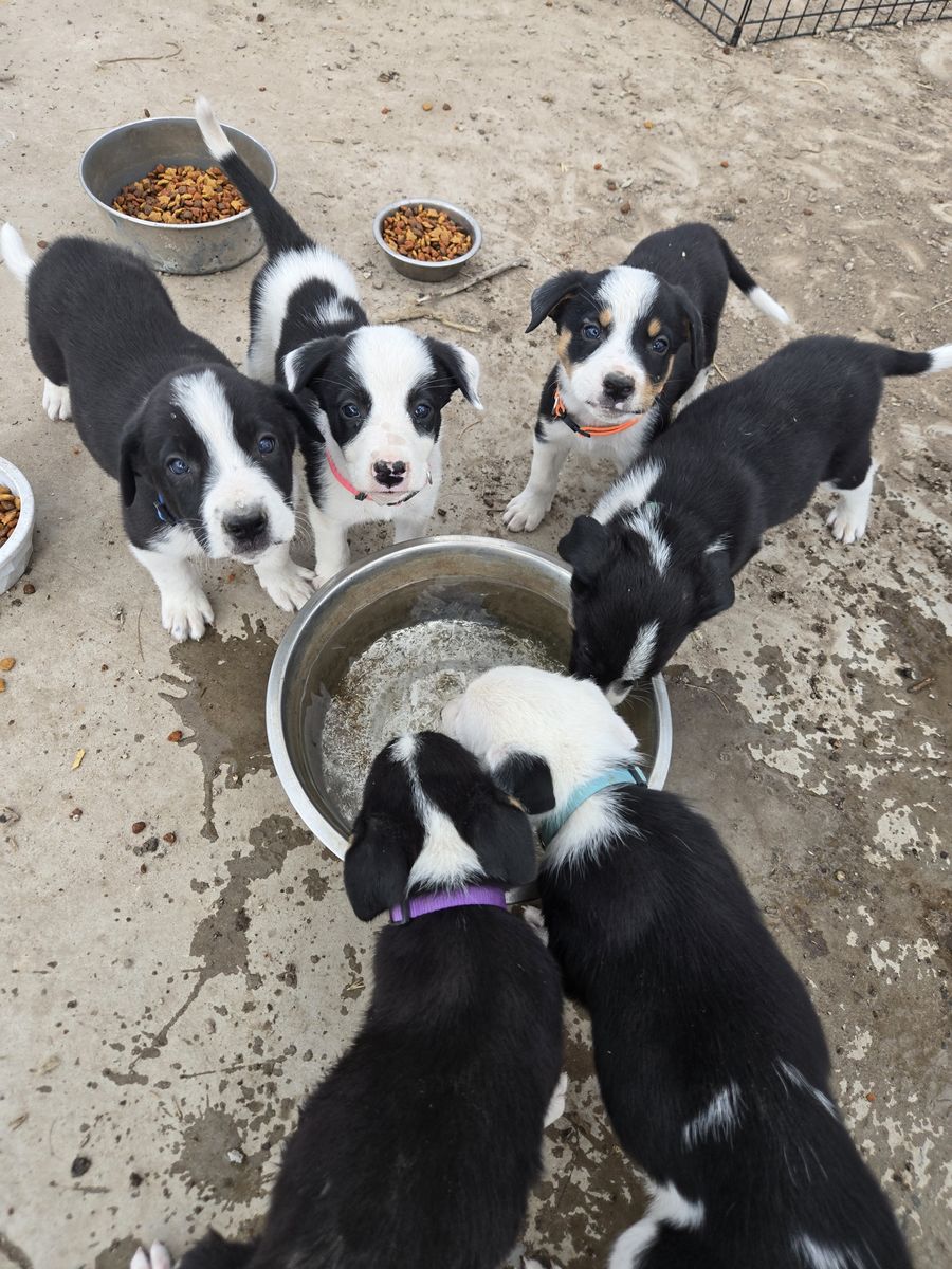 Puppies for sale