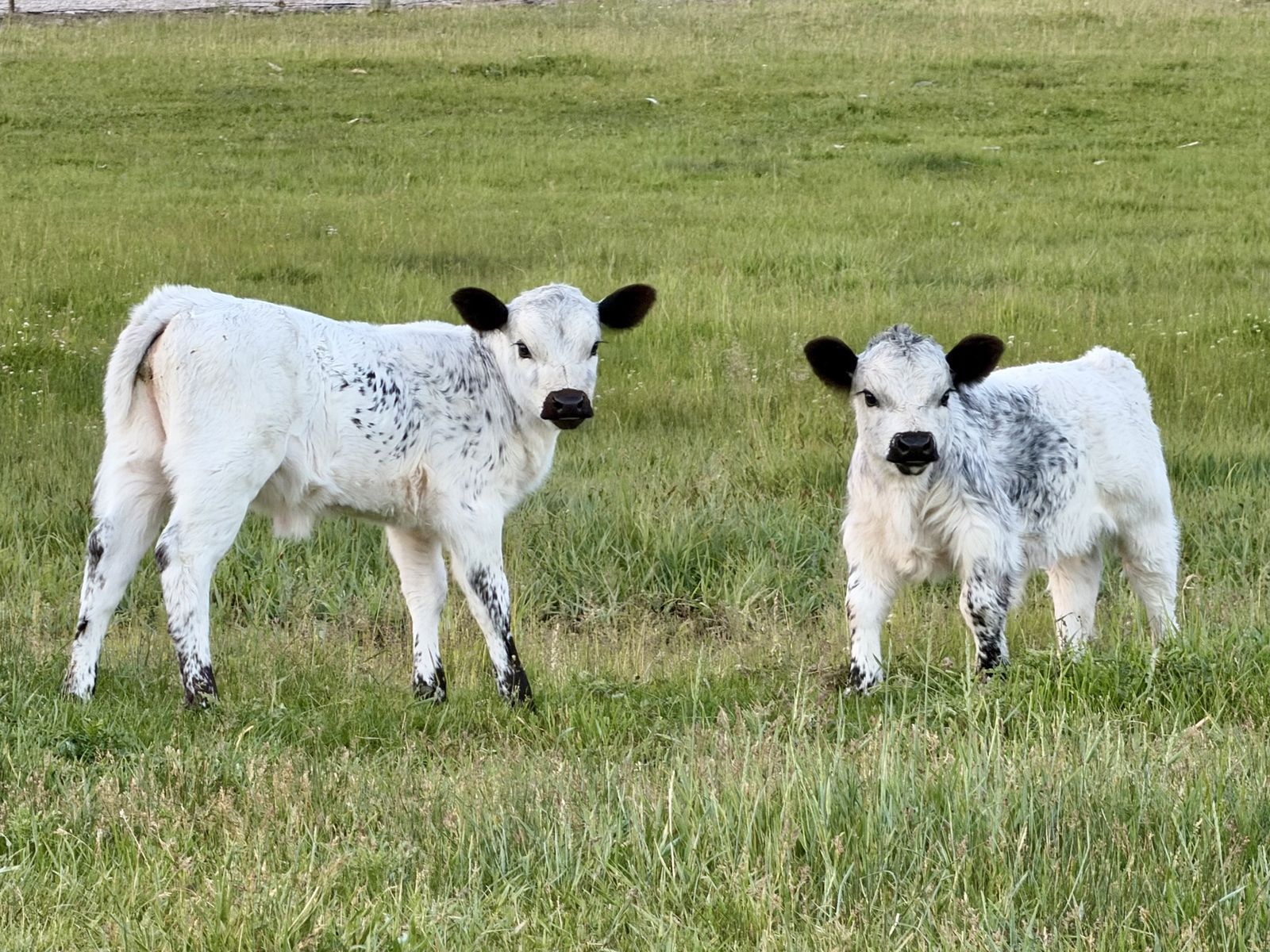 Mini cows