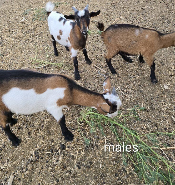 Baby Goats for Sale - Nigerian Dwarf Goat Kids (Boys & Girl)