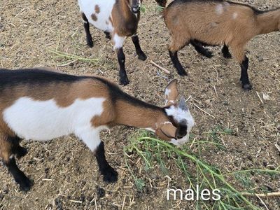 Baby Goats for Sale - Nigerian Dwarf Goat Kids (Boys & Girl)