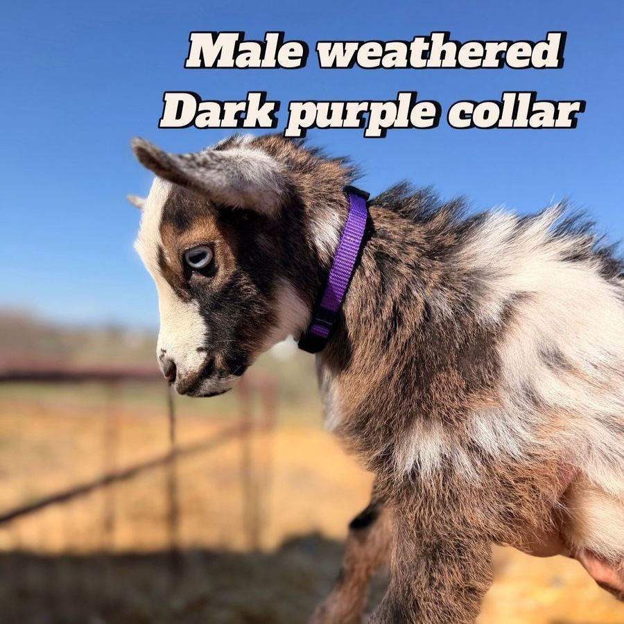 Nigerian Dwarf Goats 4 Sale