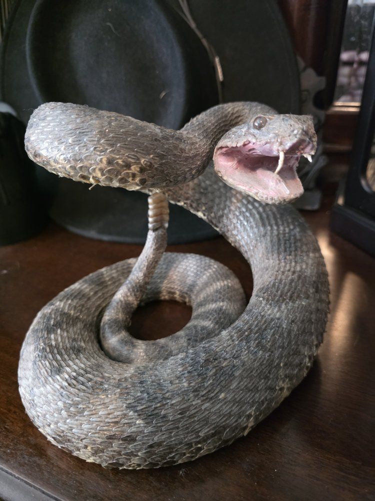 Rattlesnake Taxidermy Mount