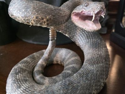 Rattlesnake Taxidermy Mount
