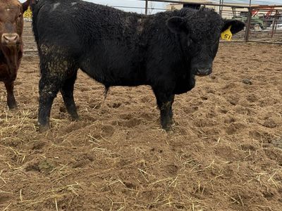 Black Bull For Sale