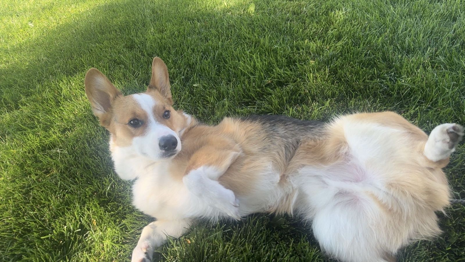 Male Corgi Dog
