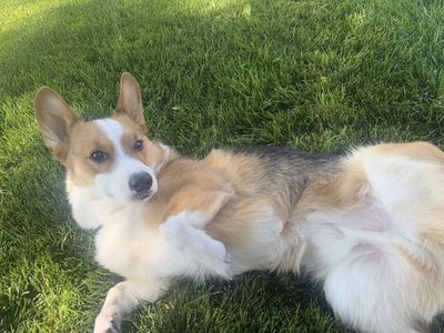 Male Corgi Dog