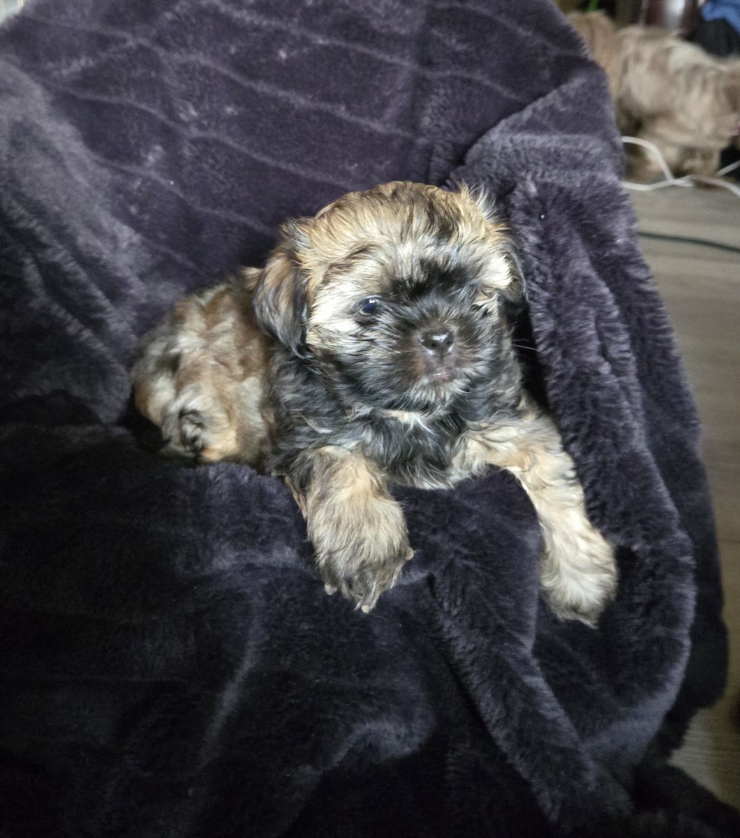 Green Eyed Shih Tzu Male Puppy