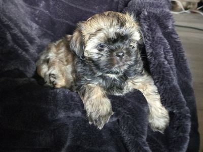 Green Eyed Shih Tzu Male Puppy
