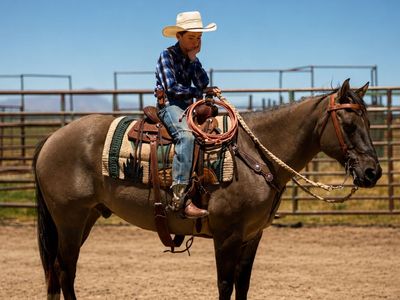 15 yr old Grade Grulla Gelding
