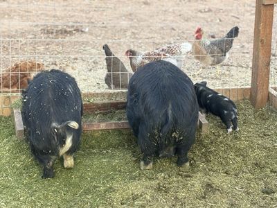 Kune Kune Pigs 1 Sow, 2 Guilts