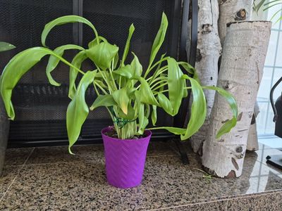 Potted Green House Plant with Purple Chevron Pot - Live Indoor Plant