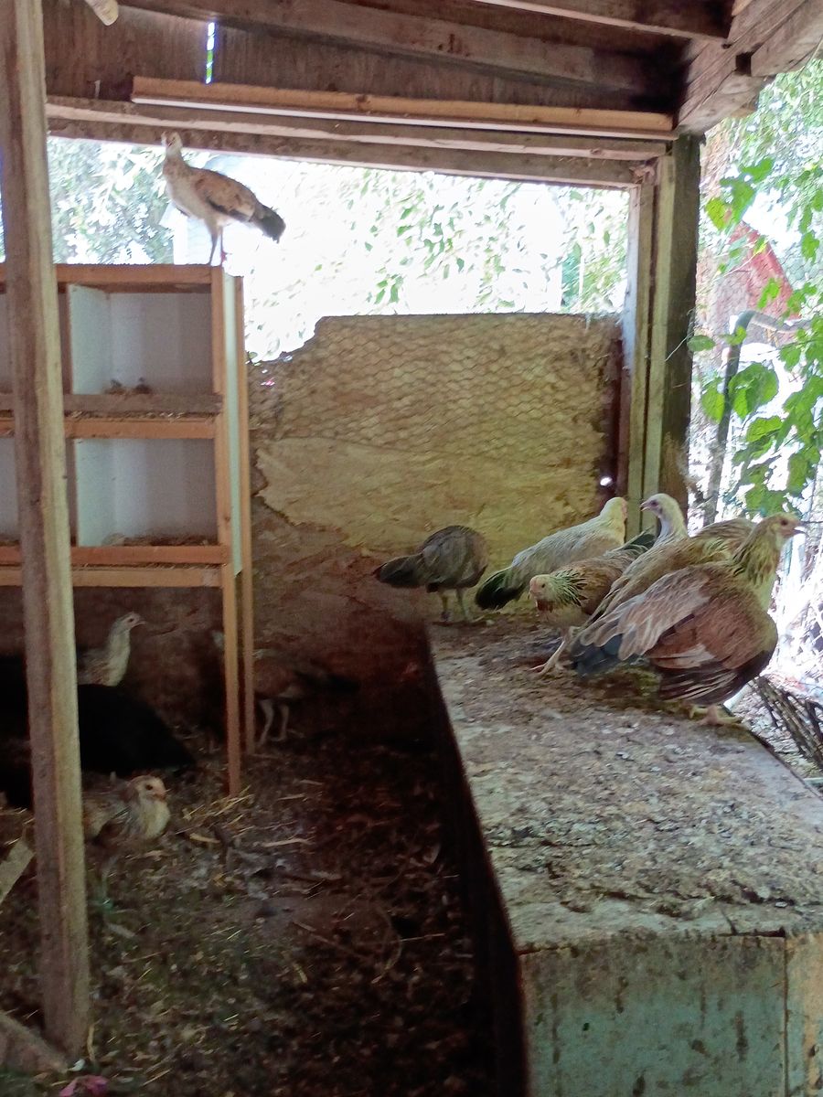 Gamefowl