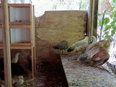 Gamefowl