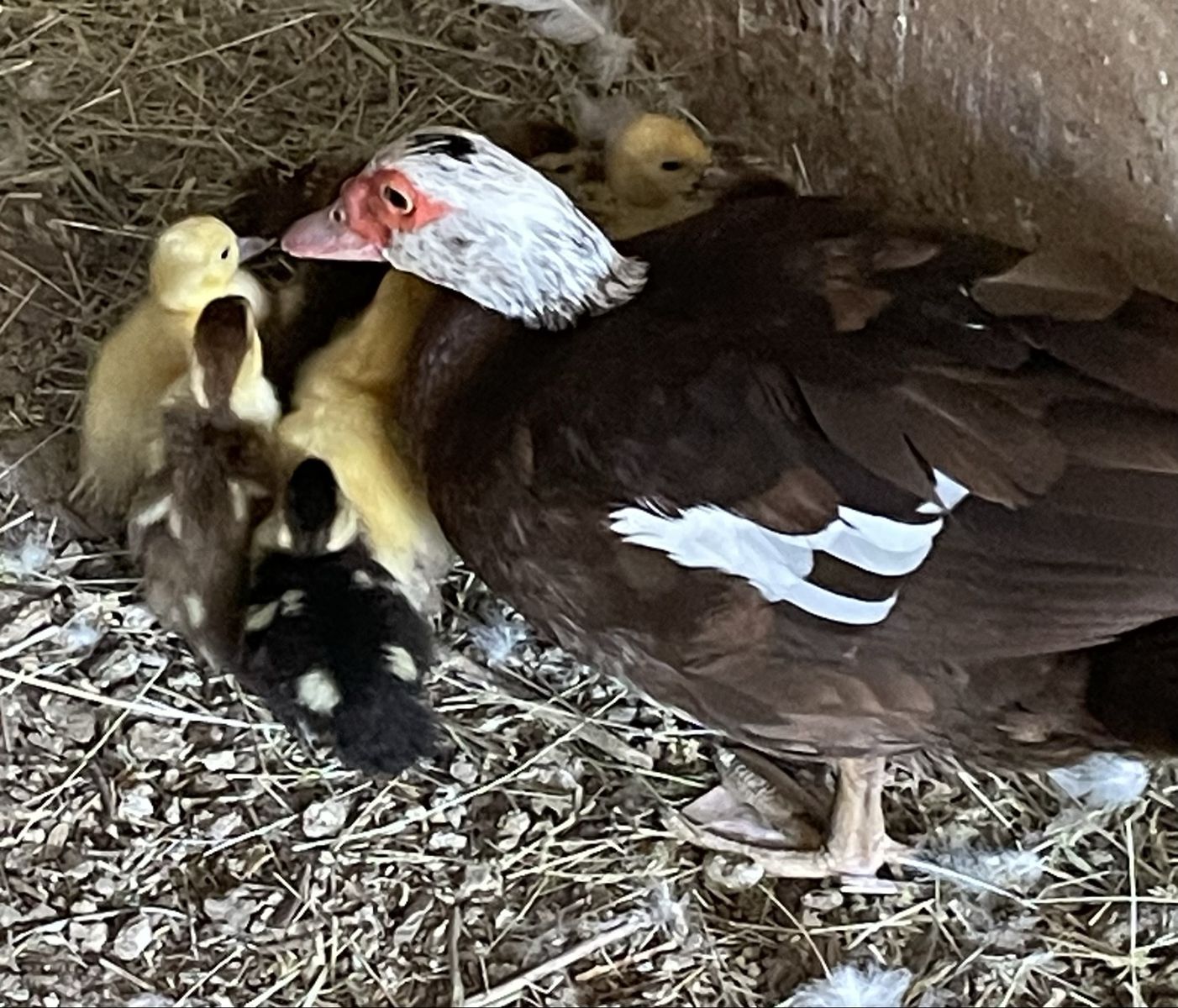 Muscovy Ducklings 1 & 2 Week Old