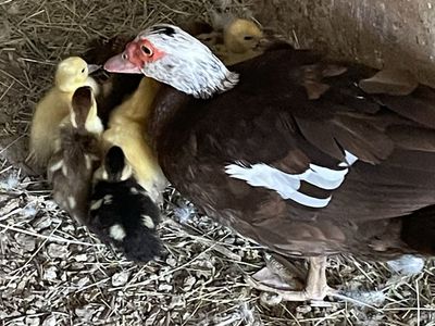 Muscovy Ducklings 1 & 2 Week Old