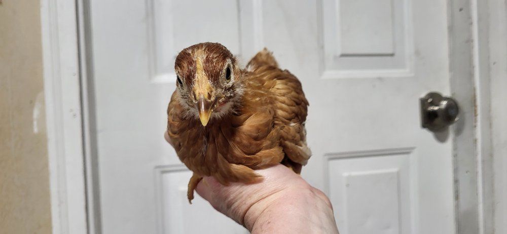 Red Sexlinks hen / pullets 5 left