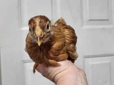 Red Sexlinks hen / pullets 5 left
