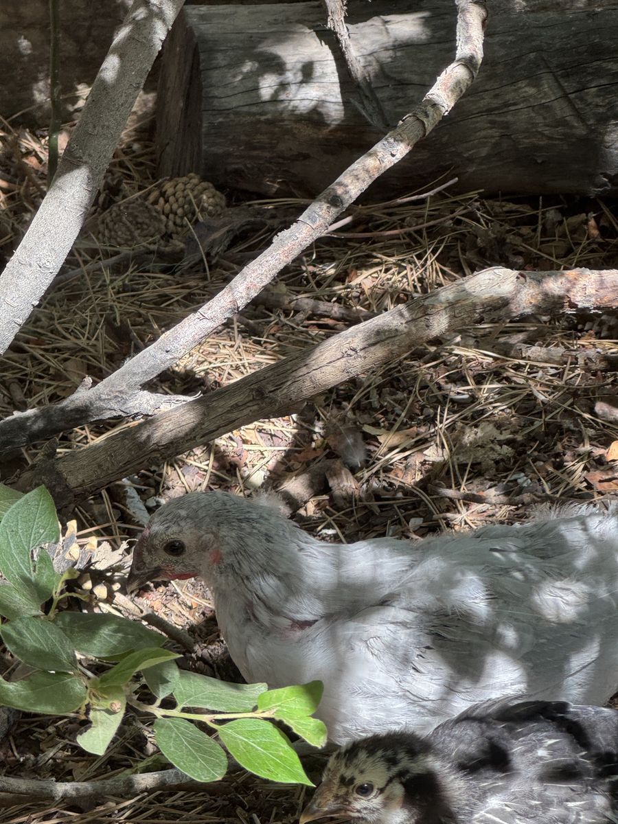 Main image 6