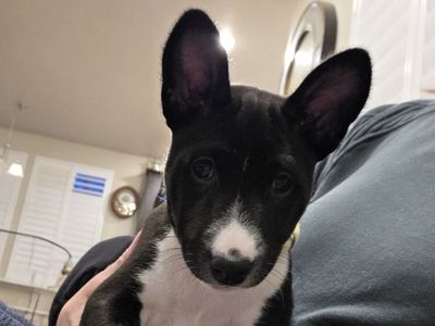 Basenji Puppy