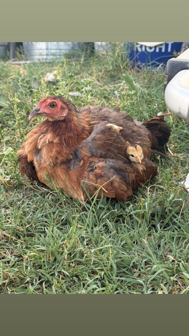 Game Fowl