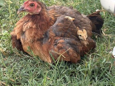 Game Fowl