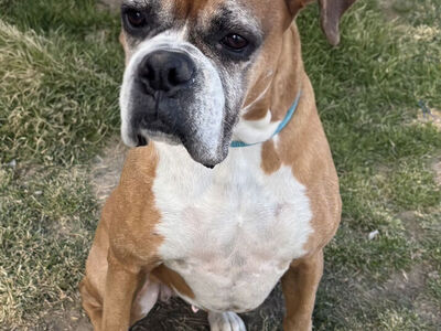 Bella the Boxer needs a Buddy