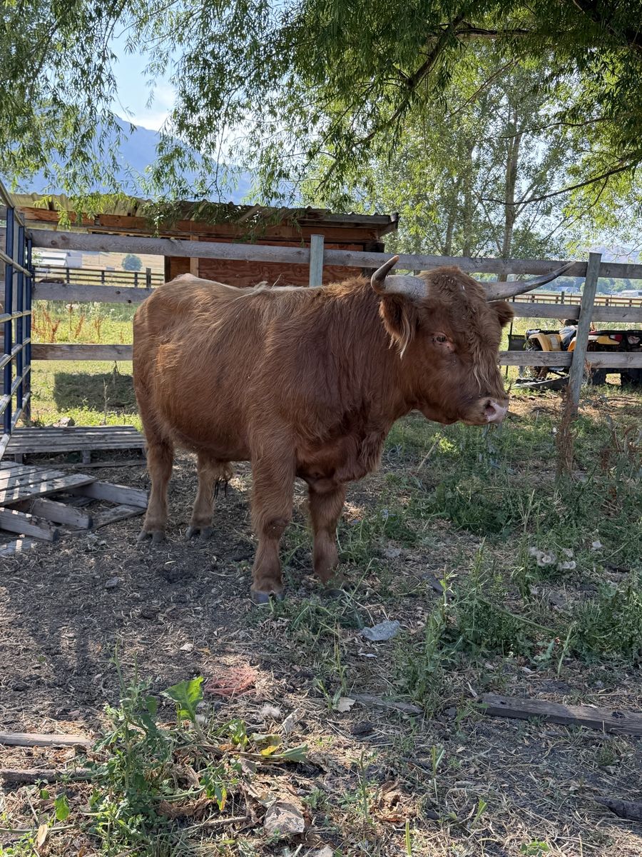 Medium Sized Purebred Scottish Highland Bull