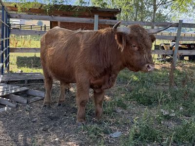 Medium Sized Purebred Scottish Highland Bull