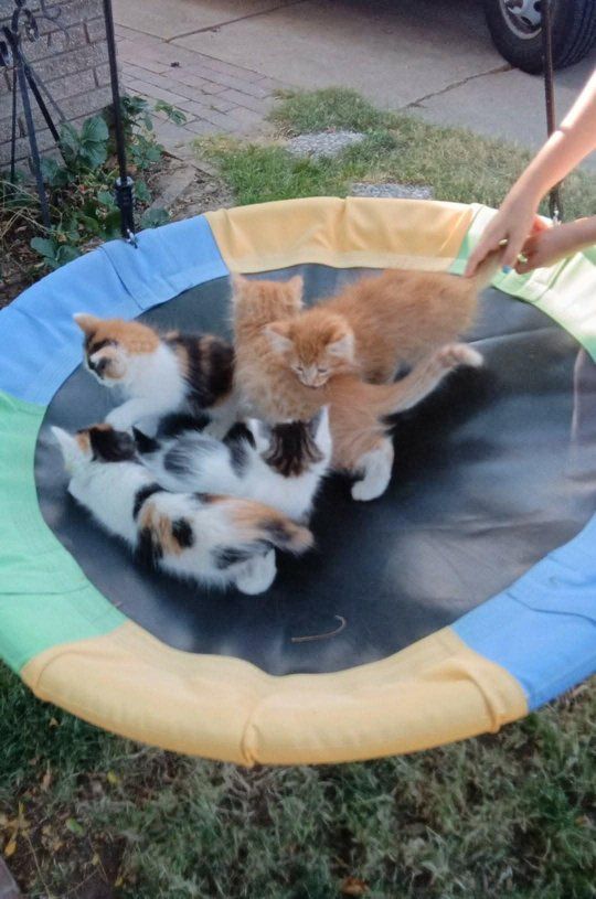 Adorable Kittens (9 weeks)