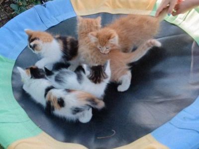 Adorable Kittens (9 weeks)