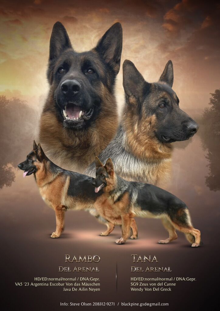 AKC German Shepherd Puppies