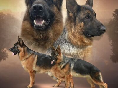 AKC German Shepherd Puppies