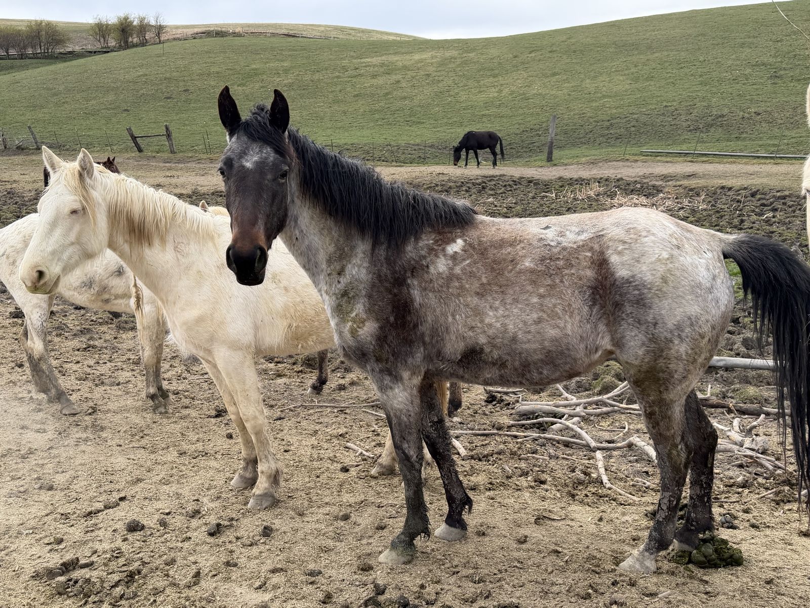 Tennessee Walker Mare