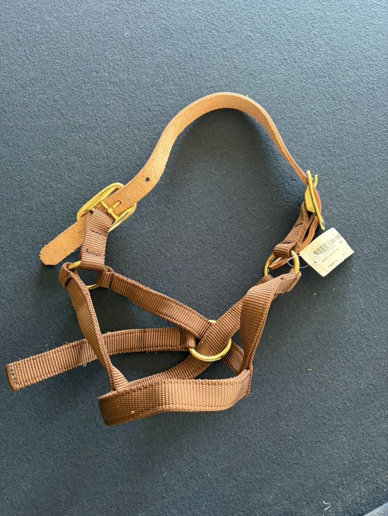 Foal Halter
