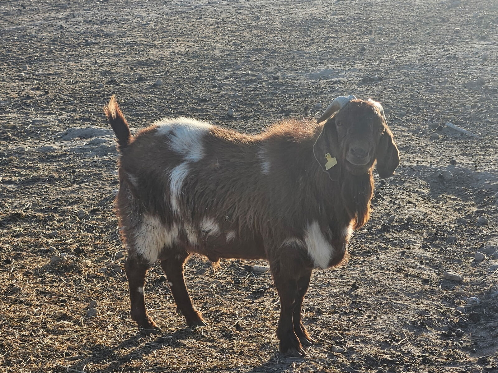 3 year old Full Spotted Boer