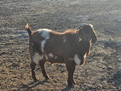 3 year old Full Spotted Boer