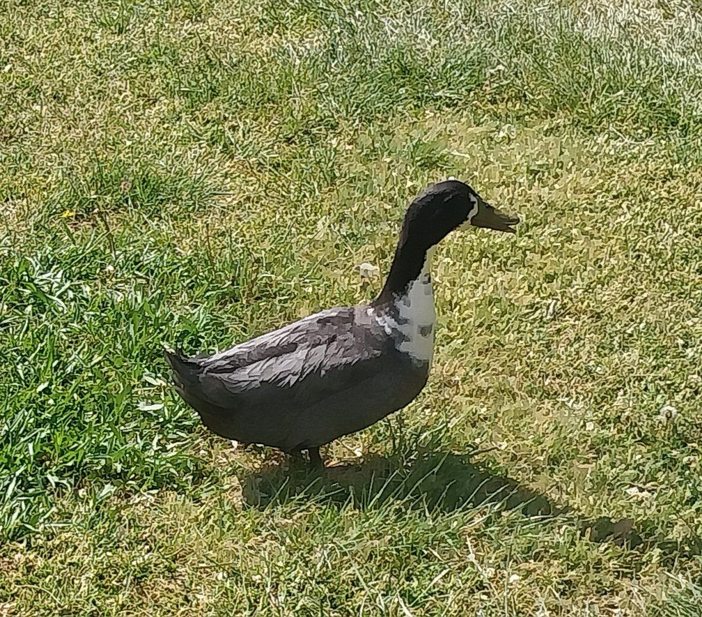 Purebred Blue Swedish Drake Duck